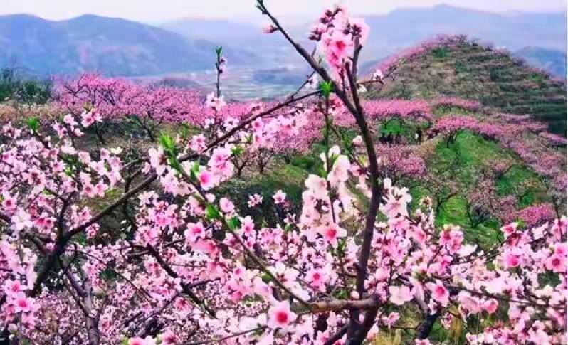 澳门彩先知网站,澳门彩先知网站，探索彩票信息的全新平台